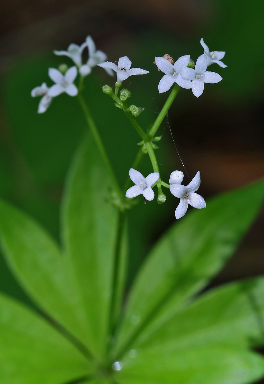 Image of Galium odoratum specimen.