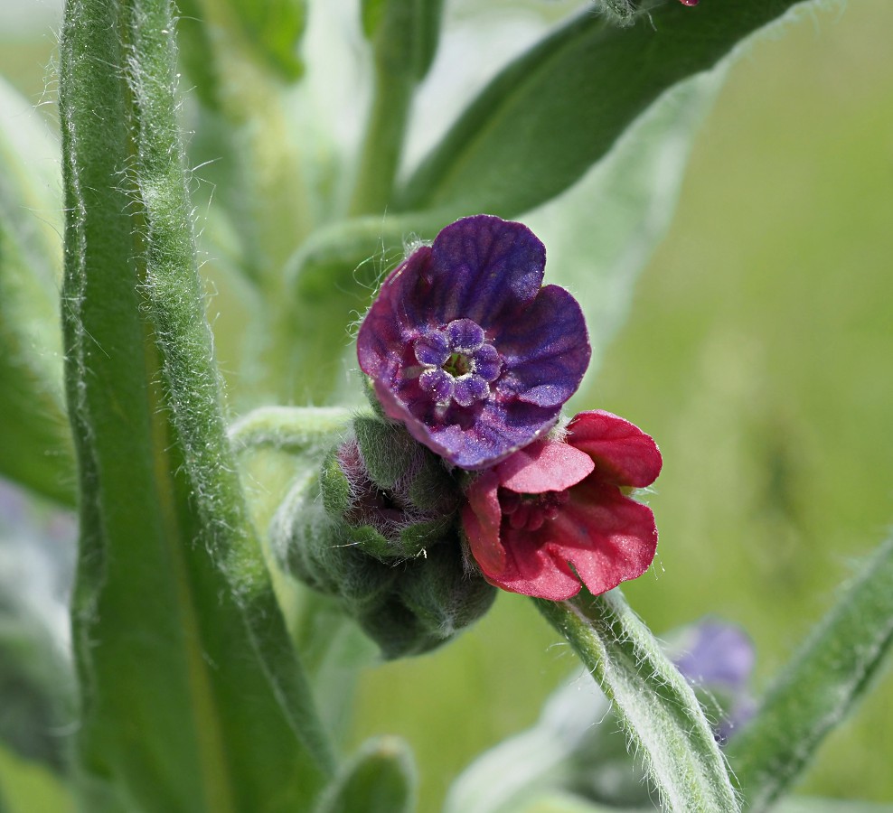 Изображение особи Cynoglossum officinale.