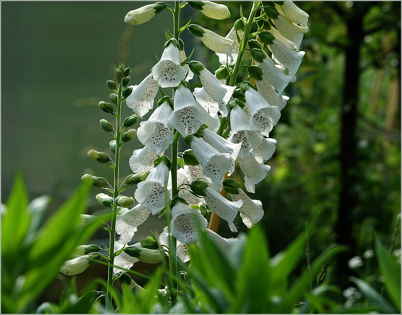 Image of Digitalis purpurea specimen.