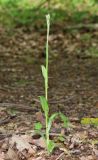 Anacamptis pyramidalis