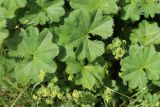 Alchemilla xanthochlora
