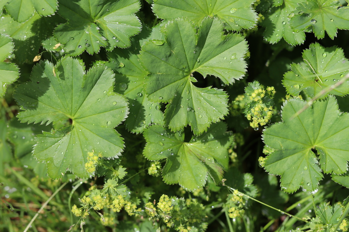 Image of Alchemilla xanthochlora specimen.