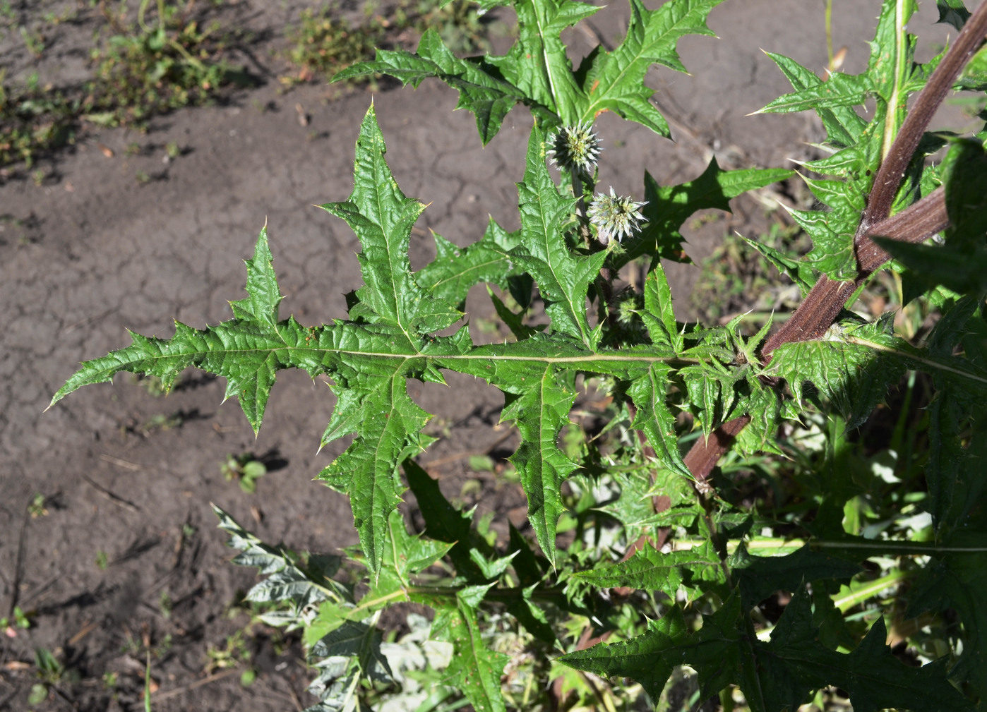 Изображение особи Echinops sphaerocephalus.