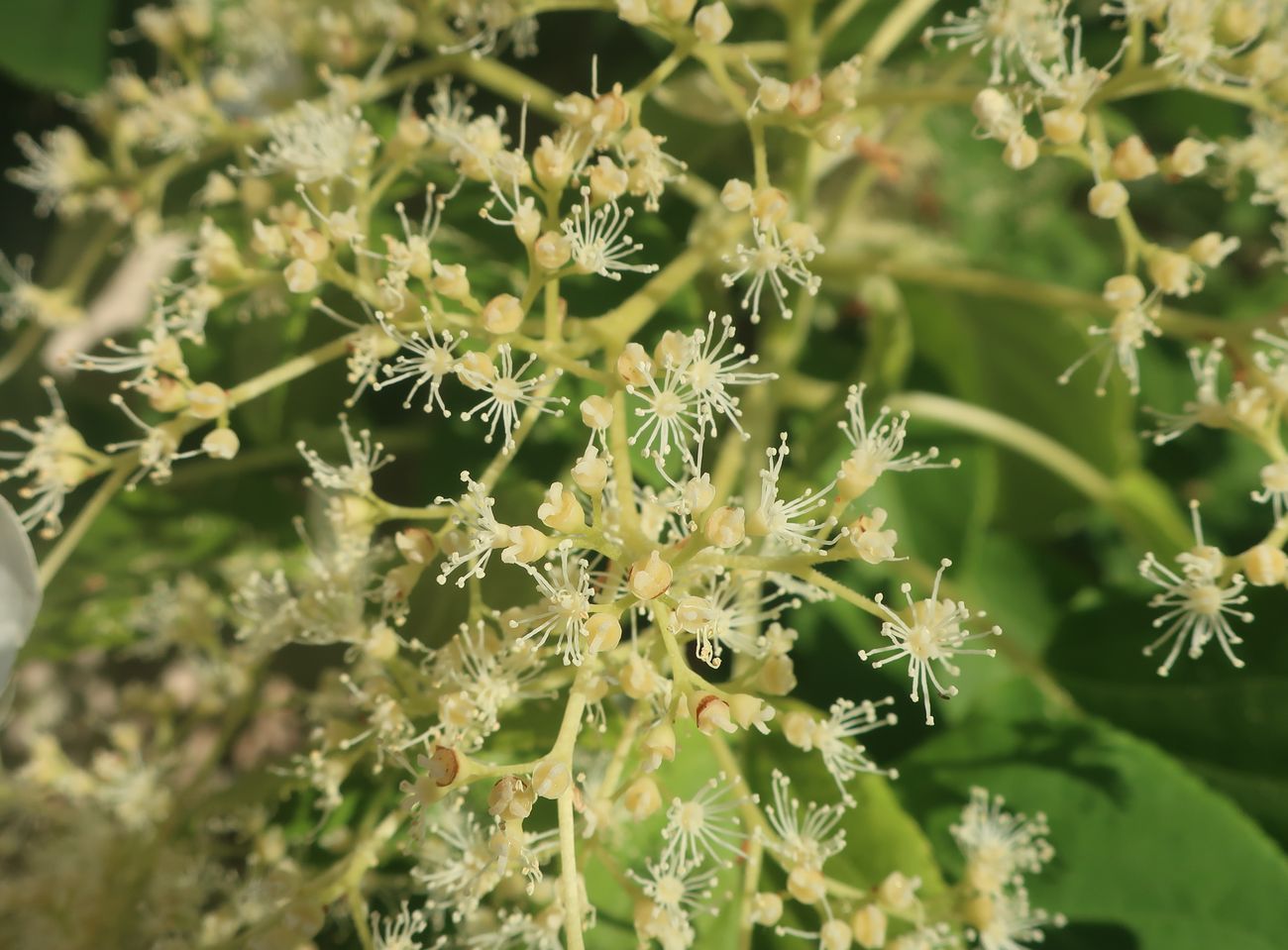 Изображение особи Hydrangea petiolaris.