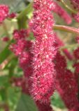 Amaranthus caudatus