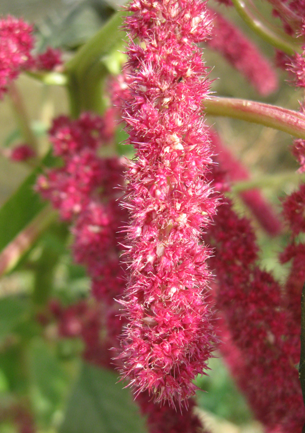 Image of Amaranthus caudatus specimen.