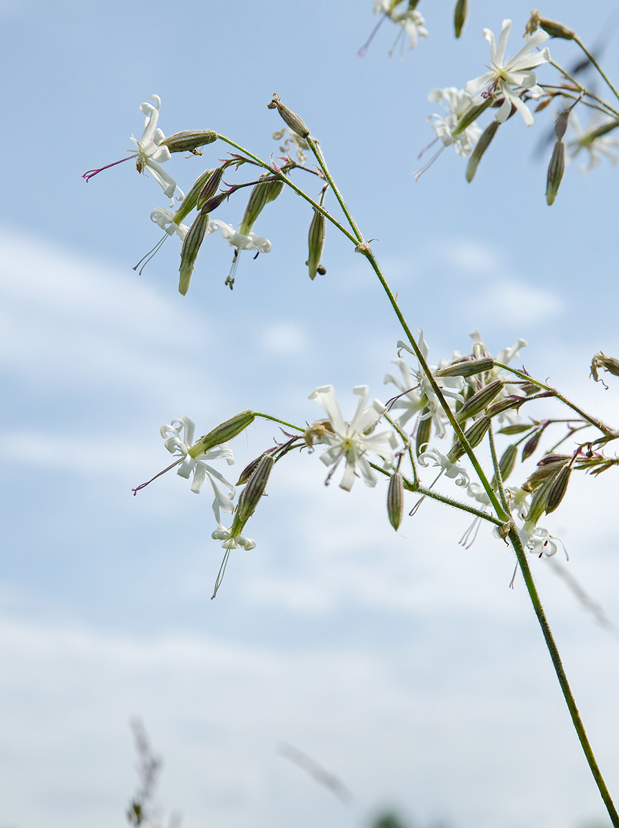 Image of Silene nutans specimen.