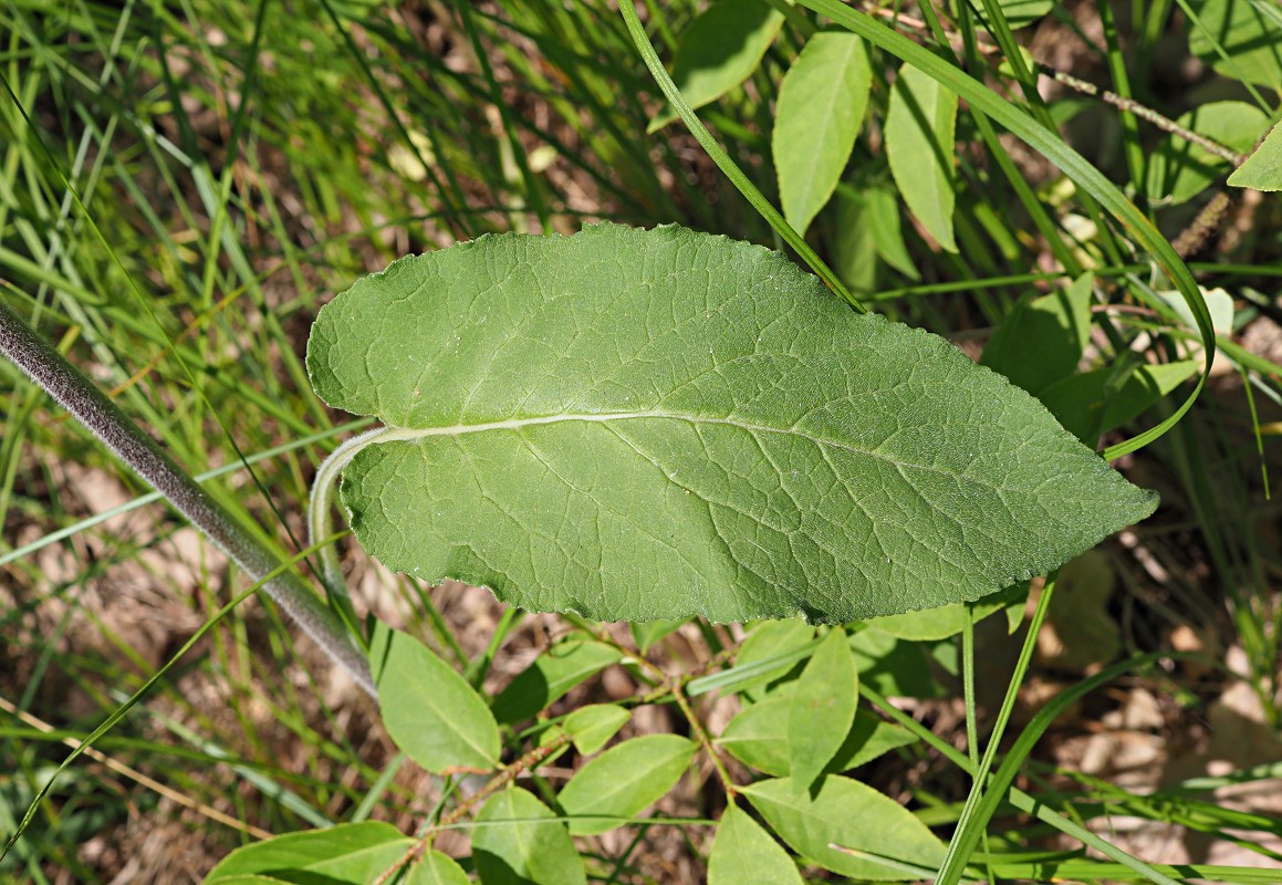 Image of Campanula bononiensis specimen.