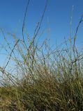 Polygonum equisetiforme