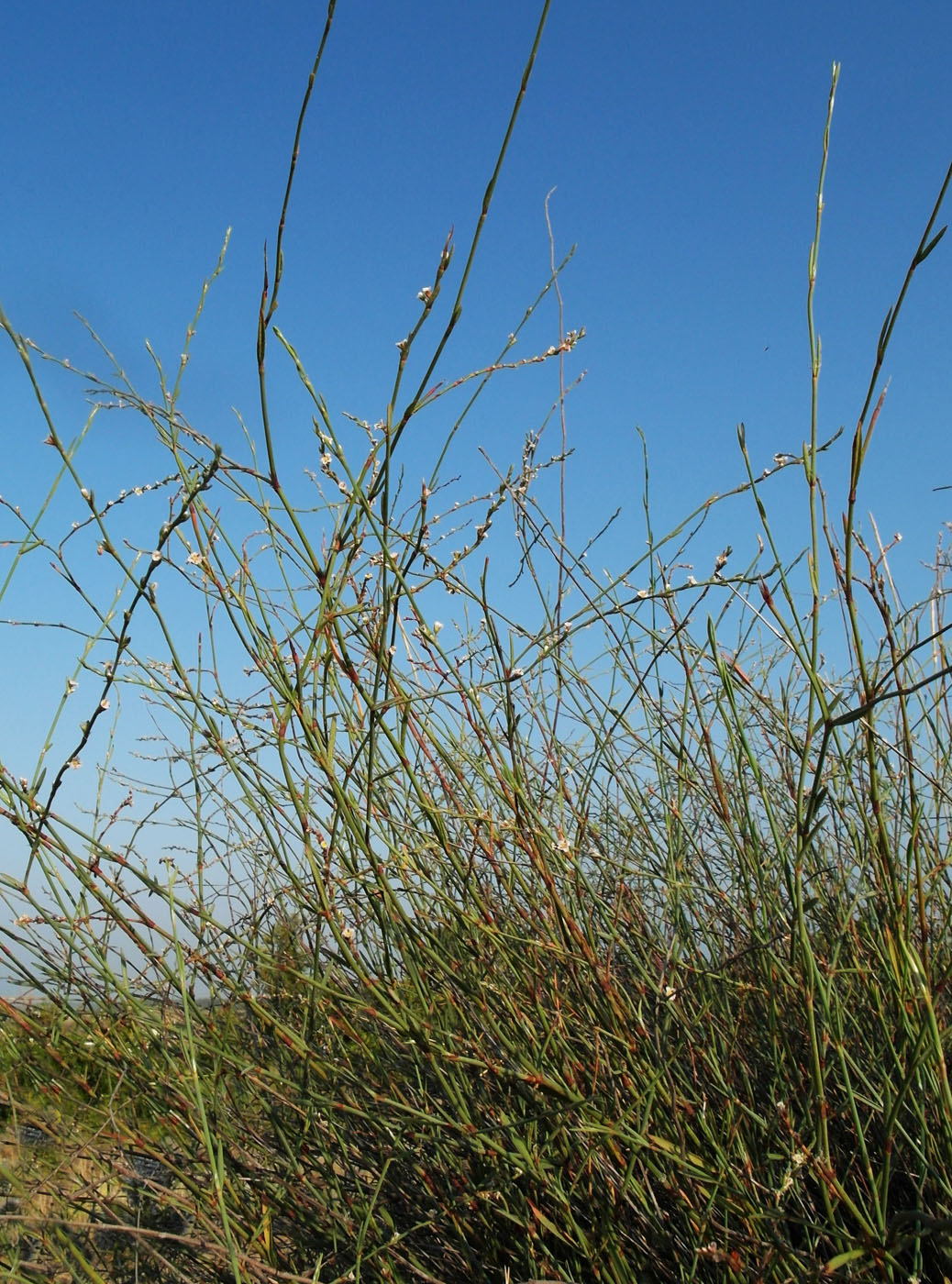 Image of Polygonum equisetiforme specimen.