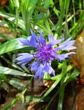 Centaurea cyanus