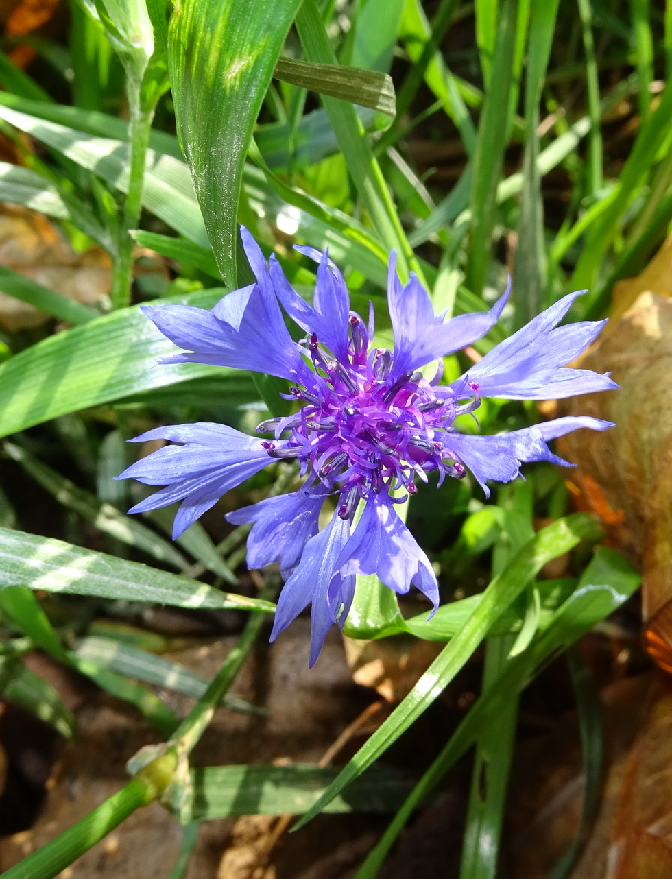 Image of Centaurea cyanus specimen.