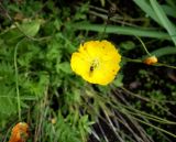 Papaver microcarpum. Цветок с кормящейся мухой. Камчатский край, Елизовский р-н, СНТ \"Мечта\", садовый участок, клумба, в культуре. 17.08.2022.