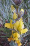 Thermopsis turkestanica