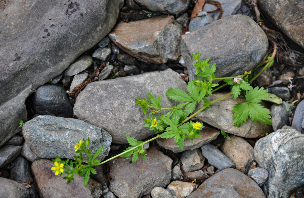 Изображение особи род Potentilla.