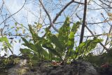 Phyllitis scolopendrium