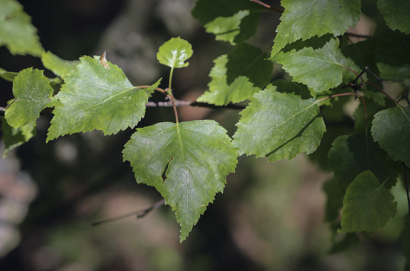 Image of Betula pendula var. carelica specimen.