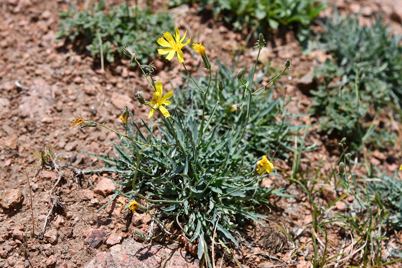 Image of Youngia diversifolia specimen.