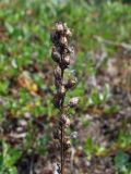 Pedicularis nasuta. Прошлогоднее соплодие. Магаданская обл., Ольский р-н, руч. Наледный, закустаренный увлажнённый участок. 07.07.2022.