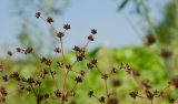 Juncus articulatus. Часть соплодия. Пермский край, Кунгурский р-н, Ленское сельское поселение, окр. дер. Веслянка, дол. р. Ирень, галечный берег, у воды. 6 августа 2022 г.