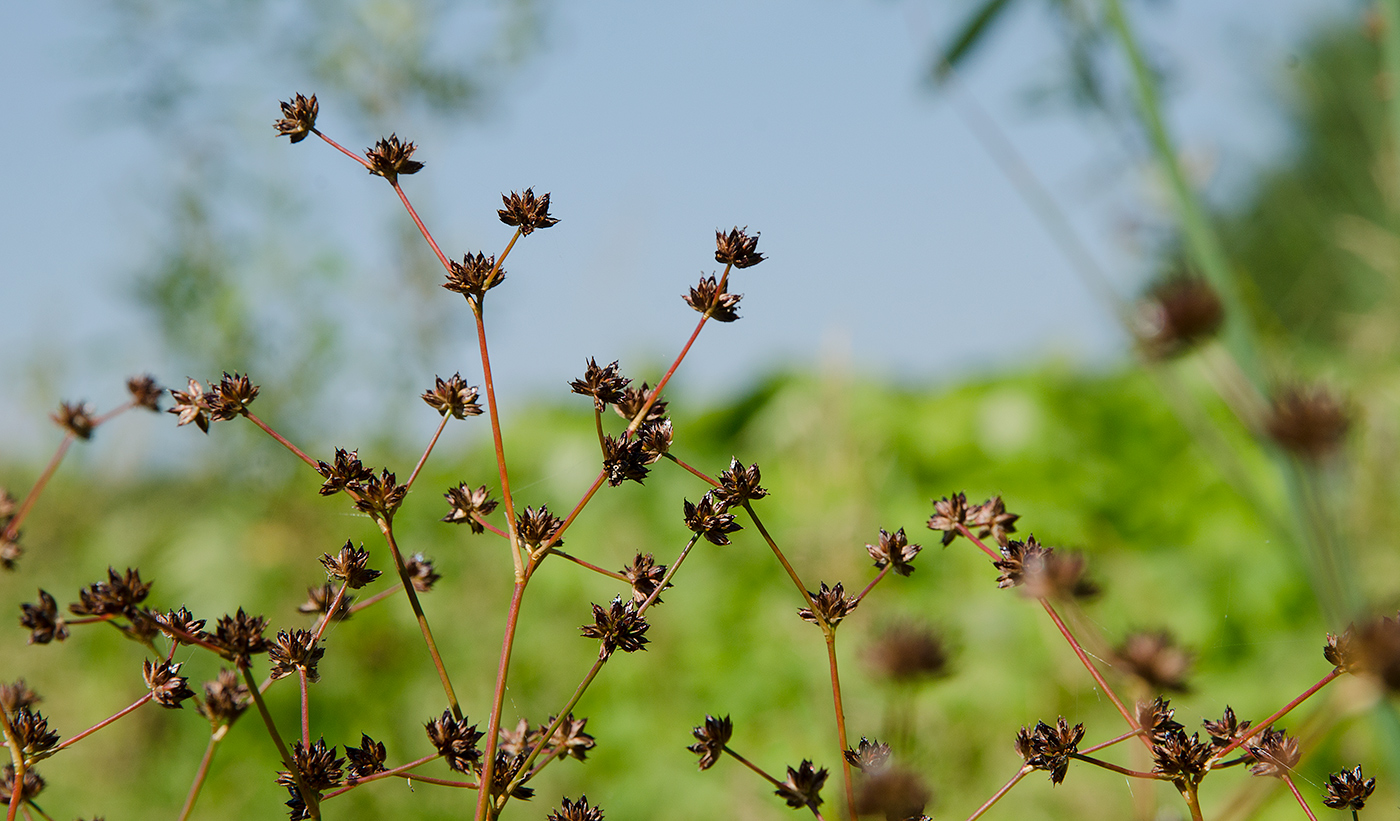 Image of Juncus articulatus specimen.