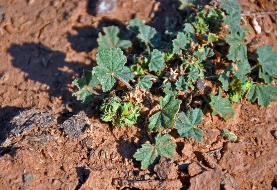 Изображение особи Malva neglecta.