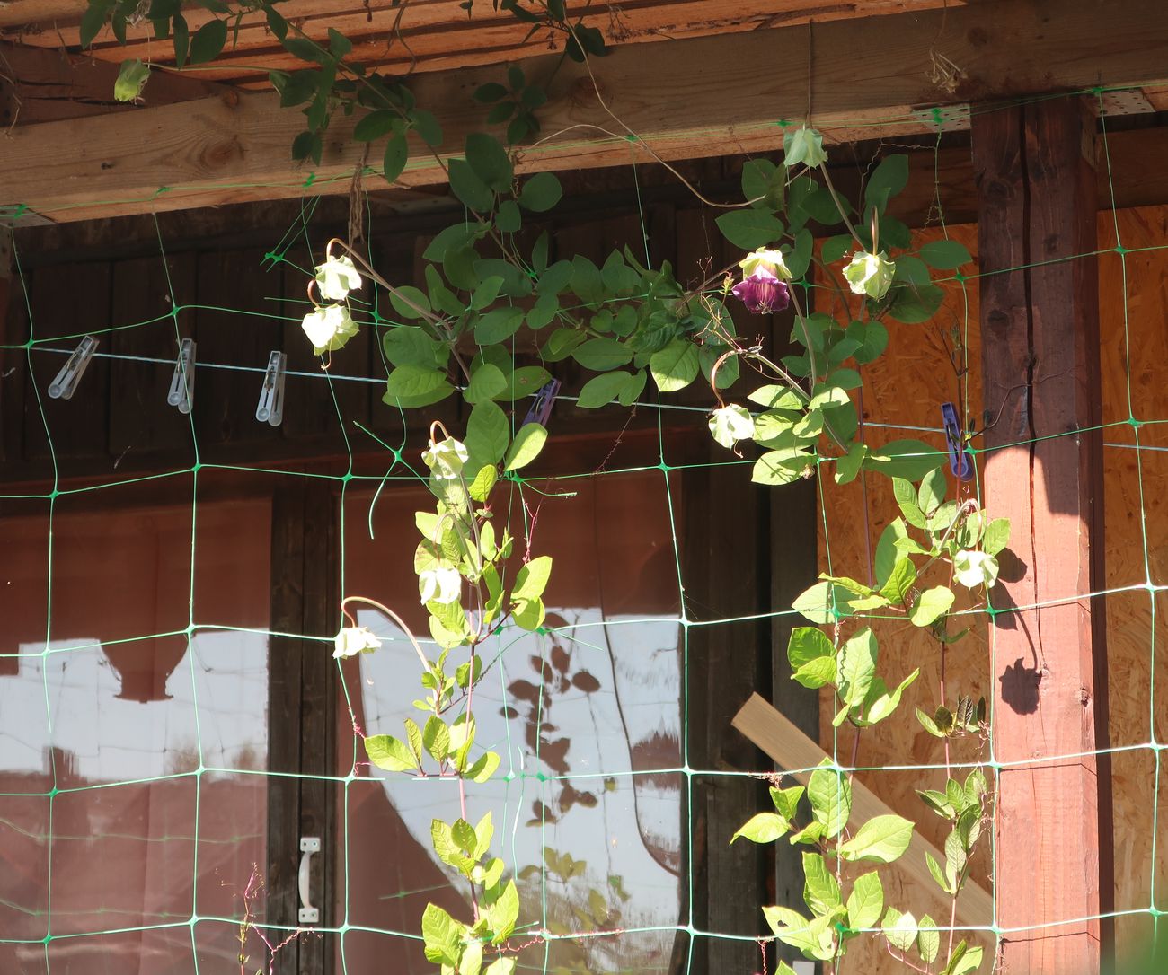 Изображение особи Cobaea scandens.