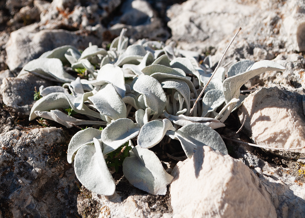 Image of Inula heterolepis specimen.