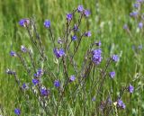 Anchusa azurea