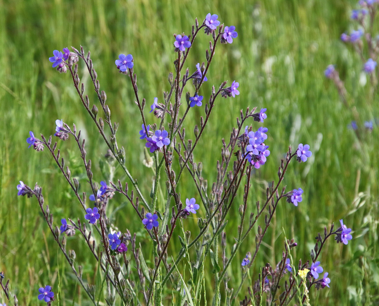 Image of Anchusa azurea specimen.