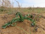 Allium caspium