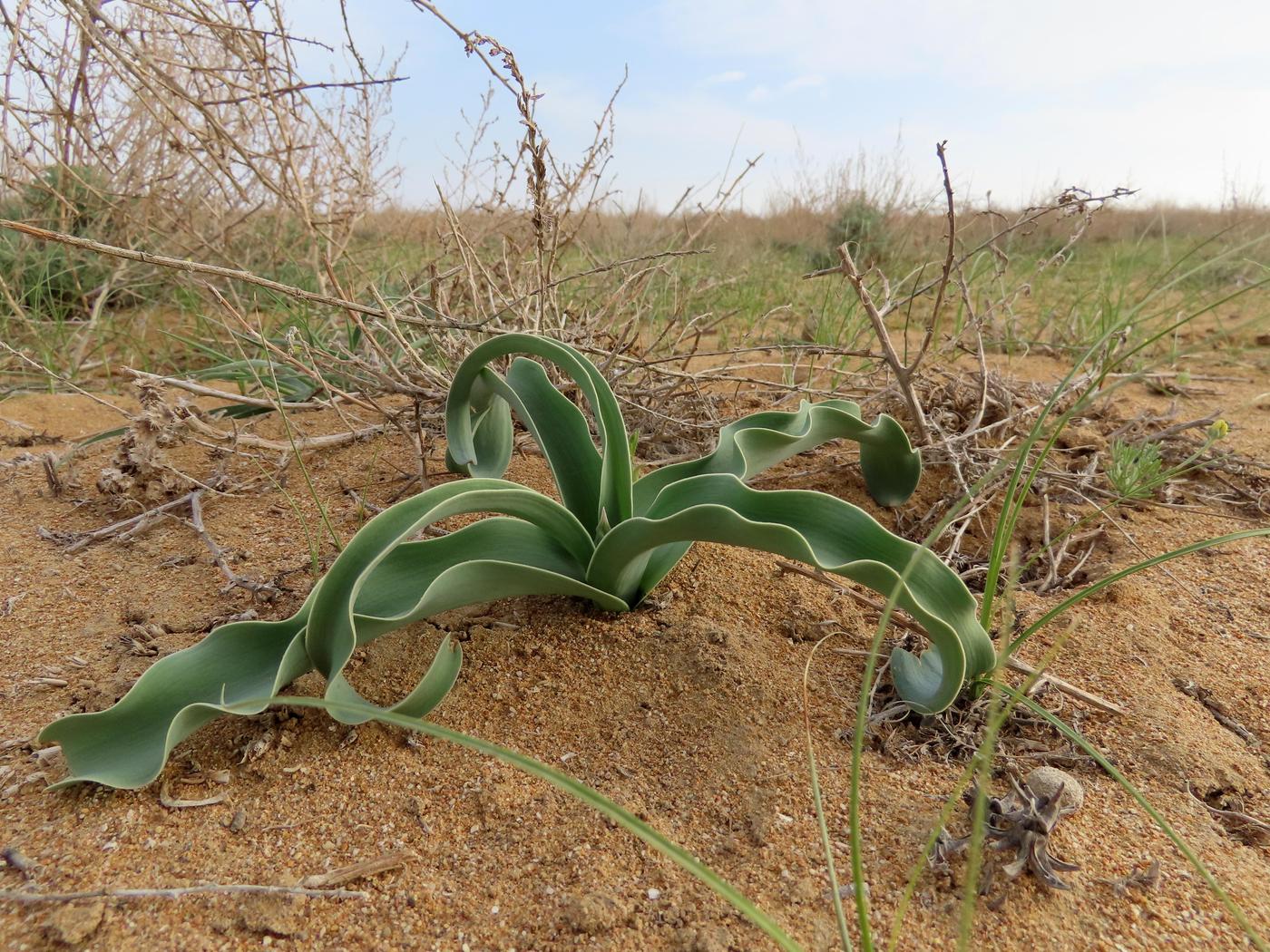 Image of Allium caspium specimen.