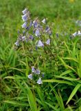 Adenophora pereskiifolia. Верхушки побегов с соцветиями среди листьев Poaceae. Приморье, гор. округ Фокино, о-в Путятина, приморский луг. 15.08.2015.