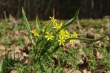 Gagea lutea. Цветущее растение (внизу - листья Anthriscus sylvestris). Санкт-Петербург, Петергоф, парк \"Сергиевка\", газон. 26.04.2023.