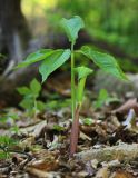 Arisaema amurense