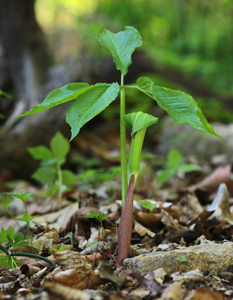 Изображение особи Arisaema amurense.