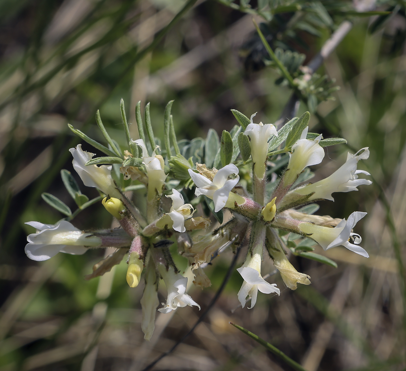 Image of Astragalus cornutus specimen.