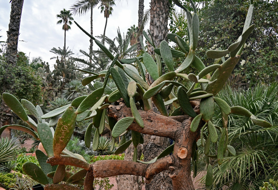 Image of Opuntia cochenillifera specimen.