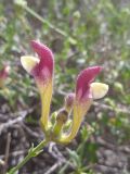 Scutellaria intermedia