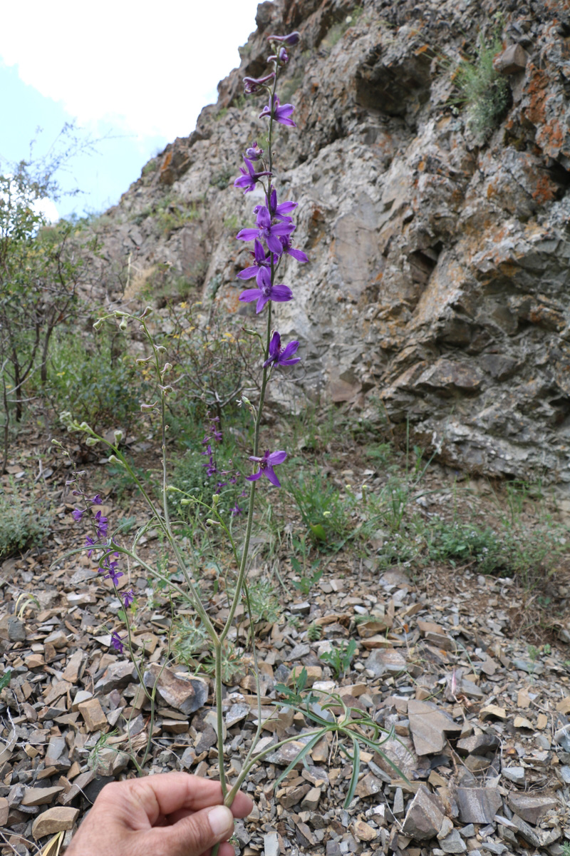 Image of genus Delphinium specimen.