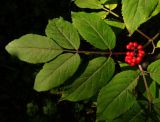 Sambucus racemosa