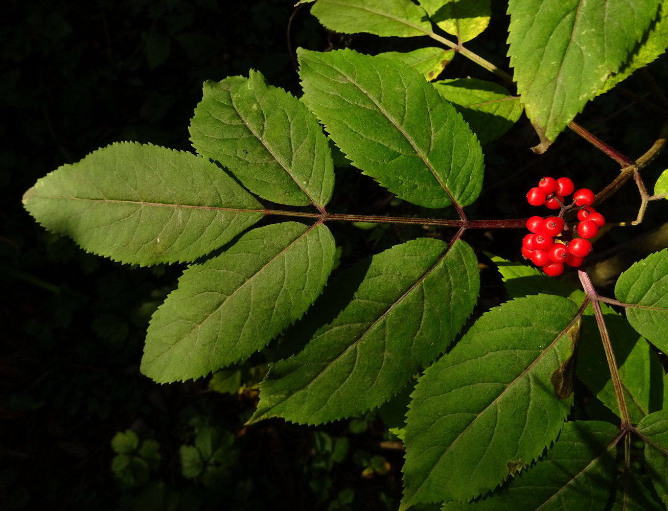 Image of Sambucus racemosa specimen.