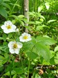 Fragaria orientalis