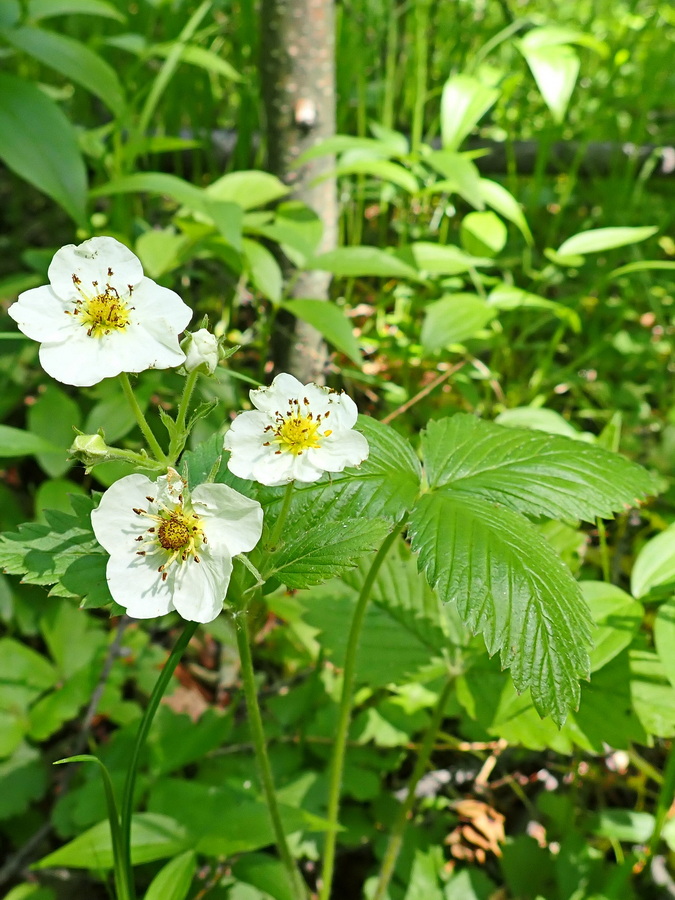 Изображение особи Fragaria orientalis.