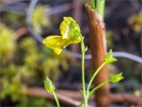 Utricularia intermedia. Верхушка цветущего растения с сидящим на цветке моллюском. Мурманская обл., Кандалакшский р-н, Княжегубское вдхр., оз. Нотозеро, Листяные о-ва, небольшой заболоченный островок. 08.07.2023.