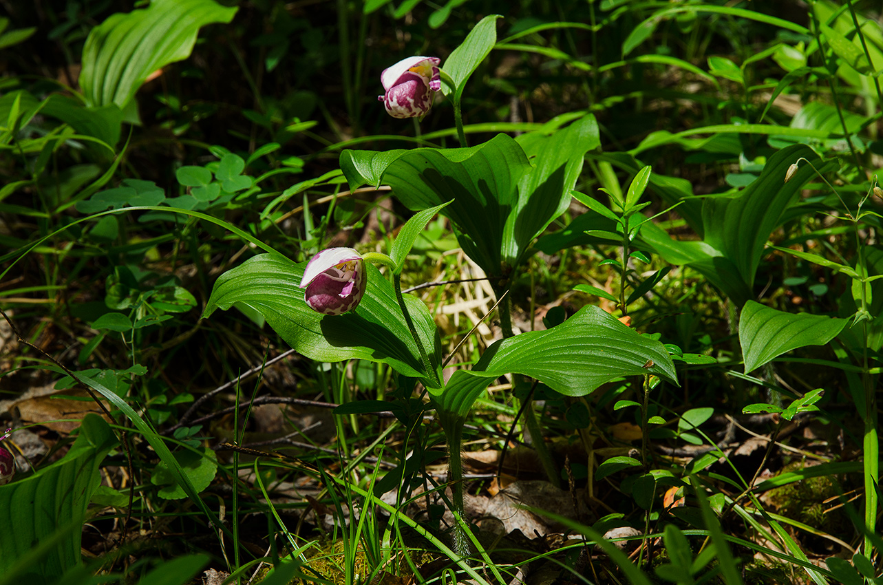 Изображение особи Cypripedium guttatum.