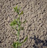 род Polygonum