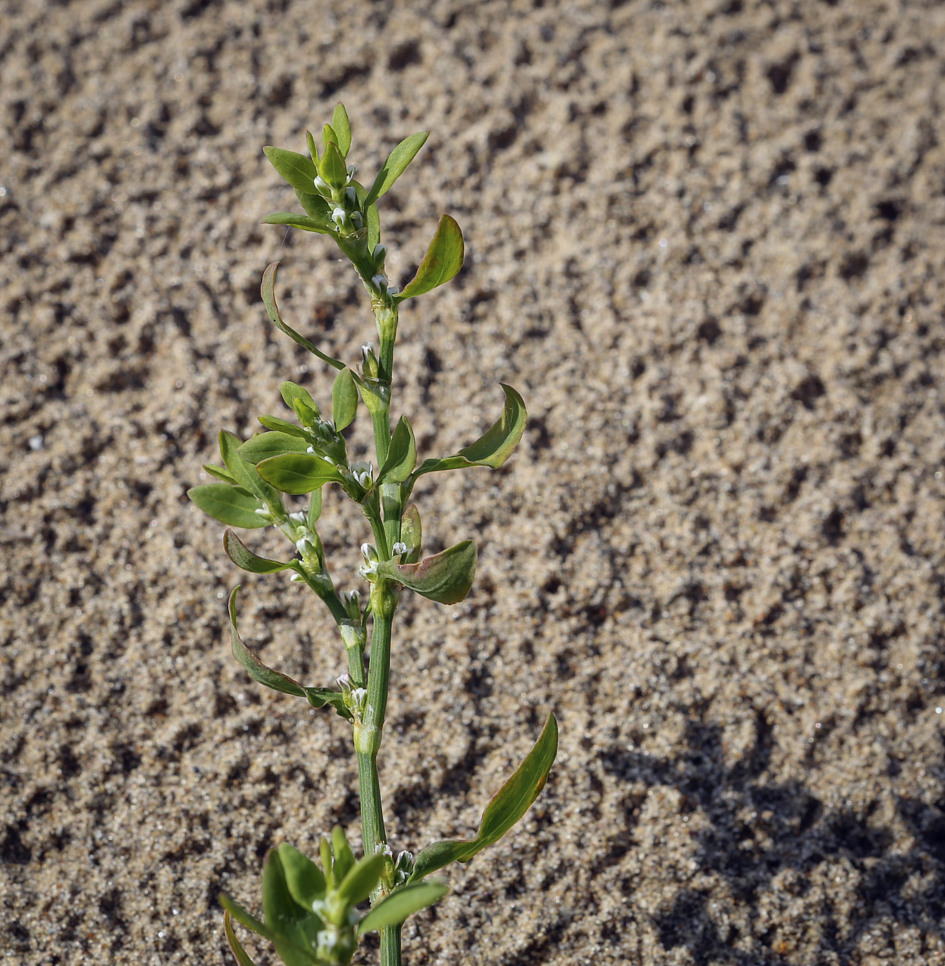 Изображение особи род Polygonum.