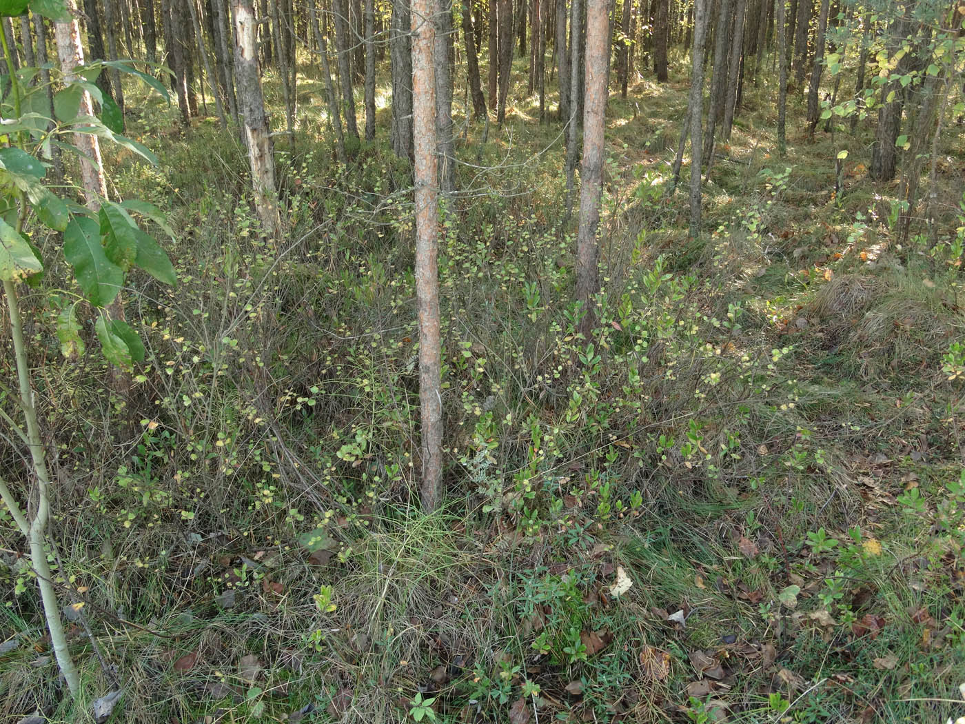 Image of Betula nana specimen.