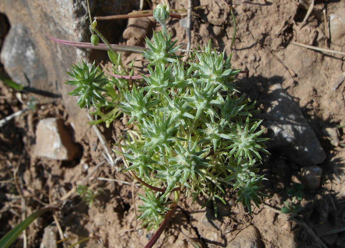 Изображение особи Ceratocephala orthoceras.